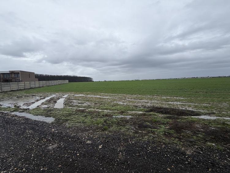 Teren intravilan de vanzare Dascalu la marginea padurii - 5
