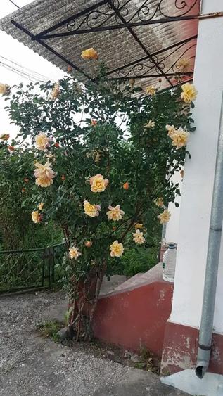 Vind casa cu teren Intravilan in Rimnicu-Vilcea Str. Buridava 34 - 3