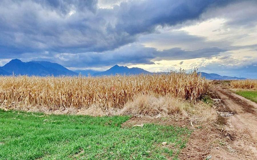 Teren extravilan Tarlungeni - 8