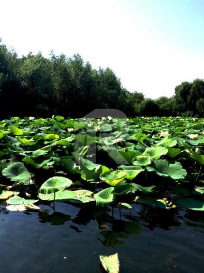 O Poveste de Vis pe Malul Lacului Snagov - 55