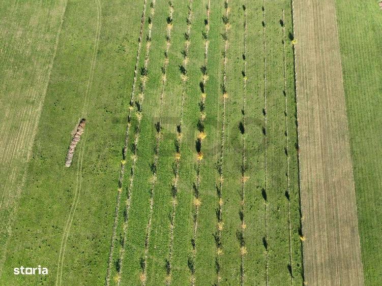 RECO, Teren cu livada de nuci, Zona Auseu, Bihor - 10