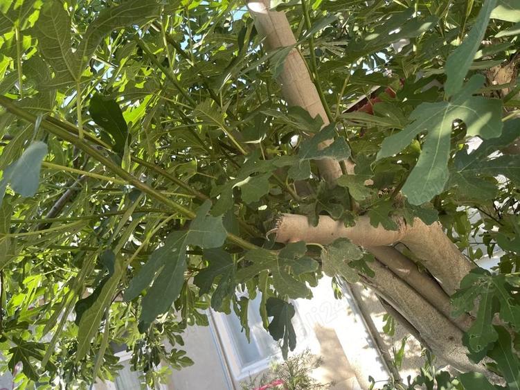 Casa ?i teren localitatea Mahmudia bra?ul Sf. Gheorghe (Delta Dunarii) - 3