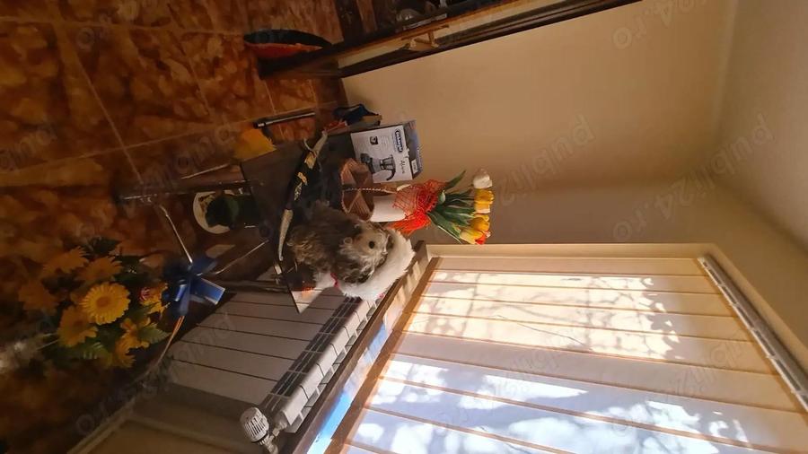 Proprietate imobiliara reziden?iala de vanzare in Comuna Ive?ti, Sat Buce?ti, Jud. Gala?i - 8