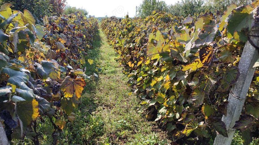 Ocazie! Seini, casa cu 14.39 ari cu livada, total 16.5 ari - 9