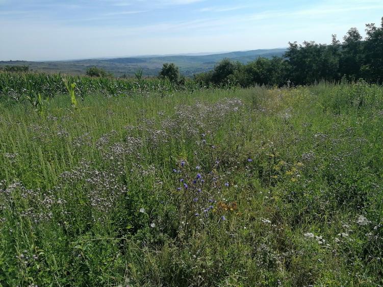 Vand teren intravilan Padureni 12mp - 1