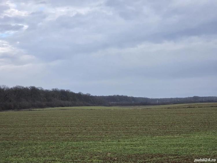 Teren 15000 mp intr. in Scrovistea langa Snagov - 2