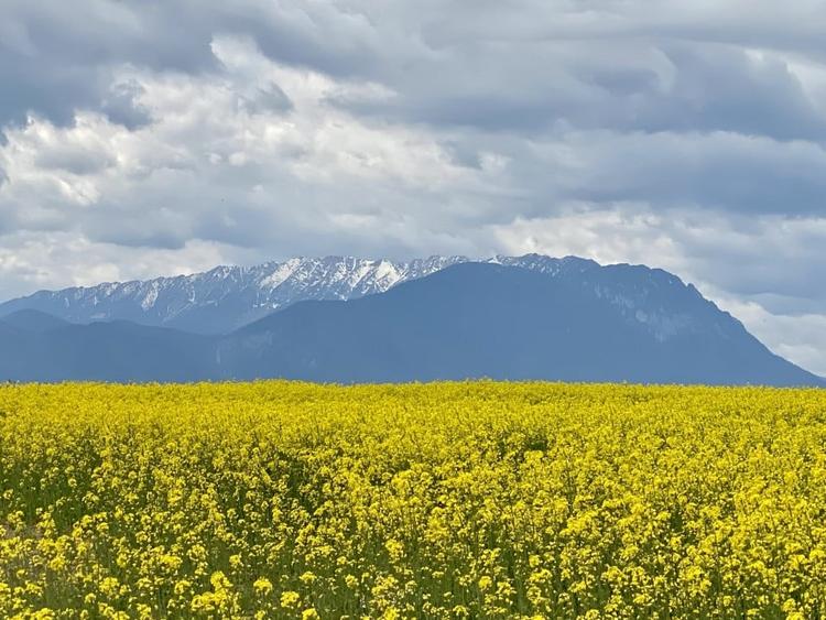 Teren plat P +4 Bran, panoramic munti, DN73, toate utilitatile - 6