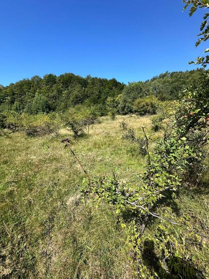Teren 3.552 mp de vanzare (scrie pe whatsapp) Marginea, zona Dealu Fatului - 6
