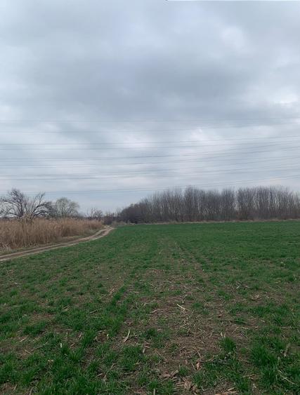 Vanzare Teren extravilan Afumati Autostrada A0 - 4