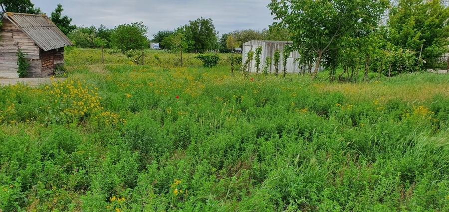 Teren intravilan 2300mp Sarulesti Sat Calarasi - 5