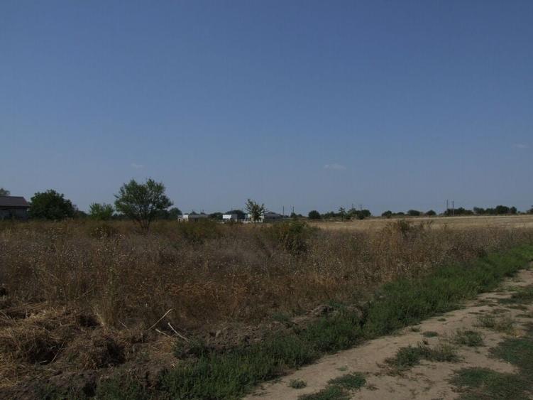 Domnesti-Ciocarliei(Afinului-Fragilor). - 7