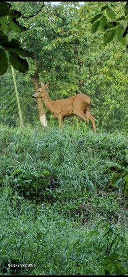Proprietate unica in Sighisoara 33000mp + casa de 280mp - 1
