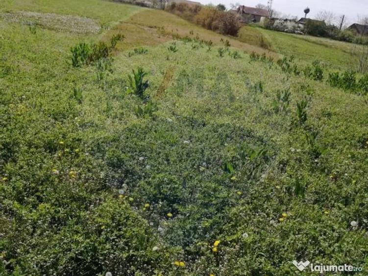 De vanzare teren intravilan, 6574 mp in Le? - 3