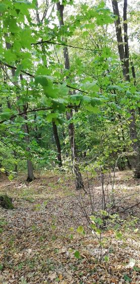 Vând pădure tânără în Vărsătura, com. Jaristea =5900 mp - 1