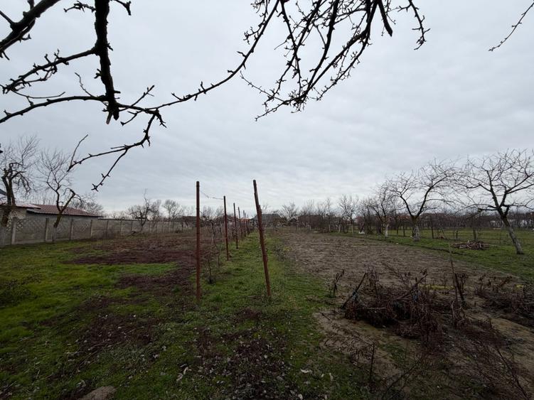 Casa Jebel teren 1696 mp front 57 ml utilitati strada asfaltata - 5