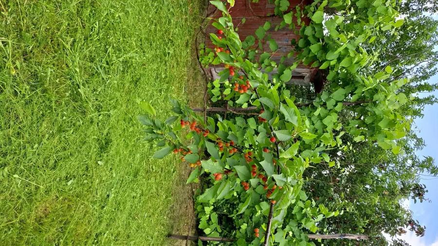 Vand casa Urvi? de Beiu? - 1