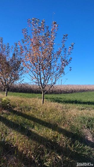 Vand teren de casa, intravilan, utilitati la poarta - 4