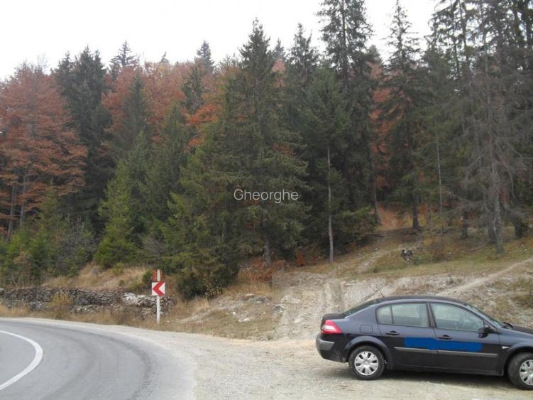 Teren intravilan Parcul Natural Bucegi - Sinaia Cota 1000 Teren intravilan Parcul Natural Bucegi - Sinaia Cota 1000