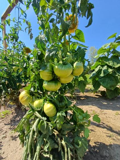 Teren pentru casa si gradina - 1