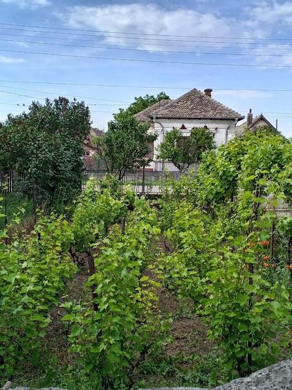 Vand Casa cu anexe si 2400 m/p Boureni, Dolj - 4