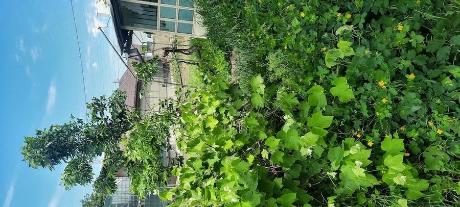 Casa de vanzare in orasul Ramnicu Sarat, Judet Buzau - 3