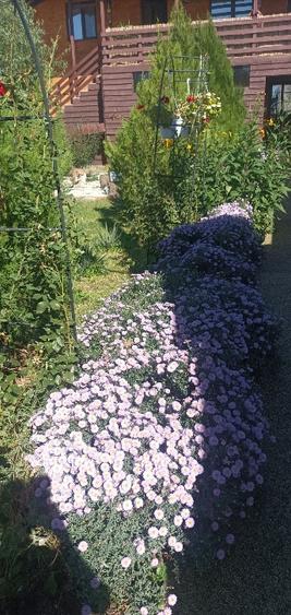 Casa Mizil, Prahova Sau schimb cu Pensiune Eforie - 16