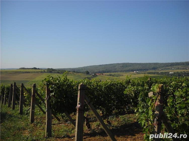 Teren Chicerea, Iasi, 6000 mp - 3