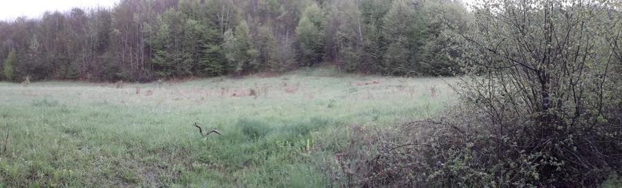 Teren vacanta.Teren la tara.casa vacanta.padure.deal PetrisCorbesti AR - 8