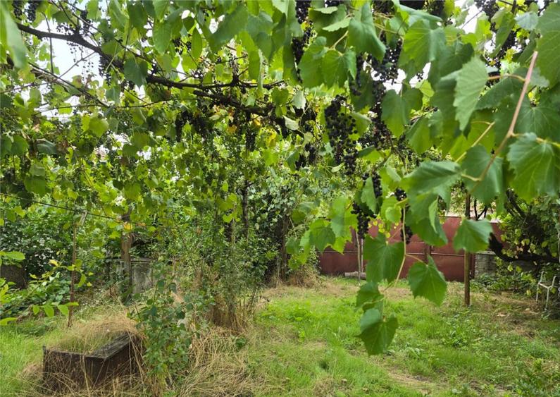 RECO IMOBILIARE CASA BATRANEASCA TINCA - 7