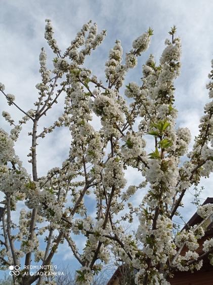 Teren 4000mp cu livada de visini - 1