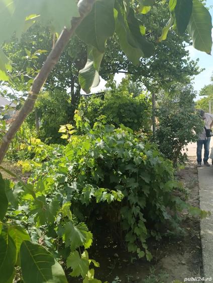 vand casa batraneasca - 2