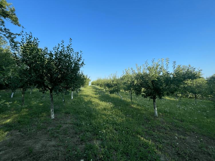 Berinta, teren intravilan, 5800 mp, 2 500€/ar -145 000€ - 2