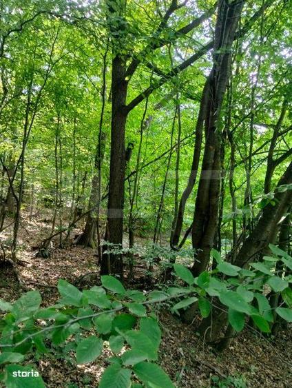 Teren generos de 70290 mp, 5045 mp intravilan, Poiana Ampoiului, Metes - 1