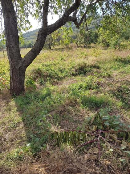 Vand casa in orasul Babadag, str. Valea Teilor, jud. Tulcea - 8