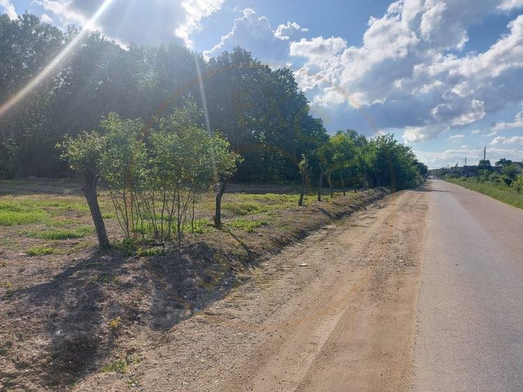 Teren intravilan 1843 mp - Cerbu/Albota/Arges - cu proiect de casa pe parter - 5