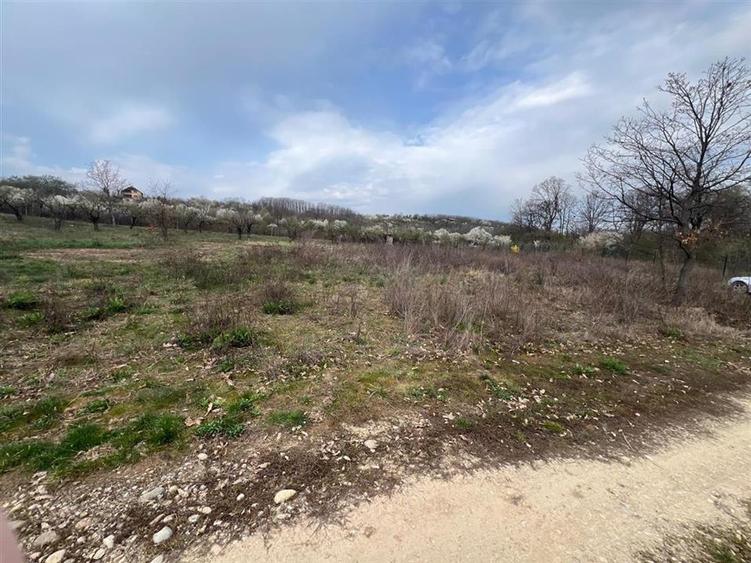 RECO Teren Saldabagiu de Munte, la 5 minute de spitalul TBC - 3