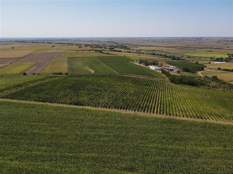 Afacere Investitie Vie 4 Hectare 40 km de Oradea - 1