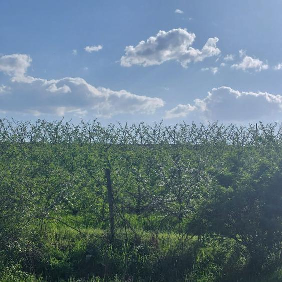 Teren zona Galata Aleea Strugurilor - 3