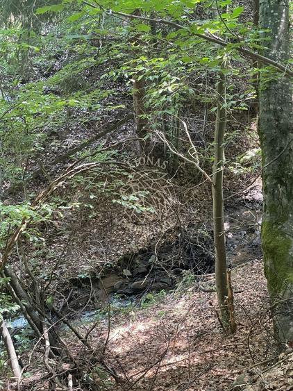 COMISION 0 20.000 MP TEREN EXTRAVILAN CU PADURE ZONA TURISTICA SACUIEU VLADEASA - 3