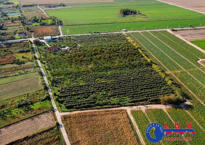 ID 7785 LIVADA SABANGIA DE VANZARE - 31