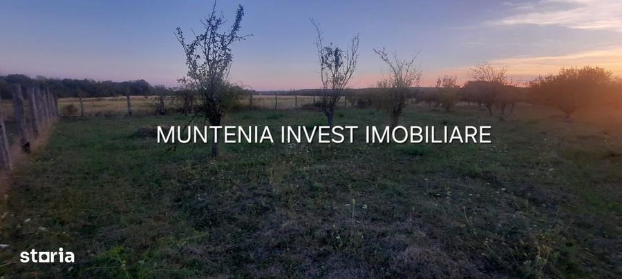 Teren 6000 mp. intravilan Smeura, str. Olteni - 8