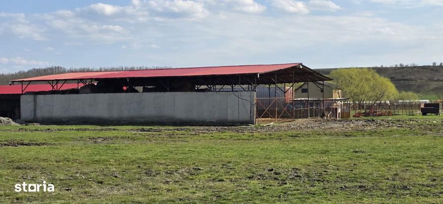 Ferma Zootehnica de Vanzare 6 Ha | Vaci si Oi | Grajd si Saivane | Cal - 3
