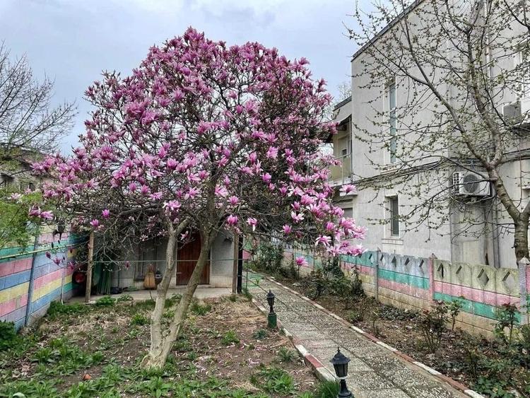 Comision 0, Casă + teren 430 mp, zona centrală, Str. Țepeș Vodă - 3