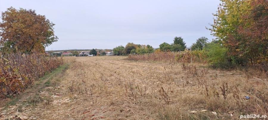 Teren de 2650 mp, în Schineni (Sascut)