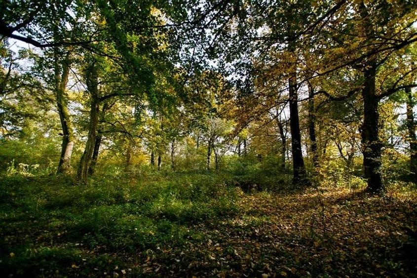 De vanzare Domeniu Baronial SAT CIL - 11