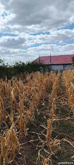 Casa la ?ara jud. Giurgiu, 4 camere, curte 4000 mp - 5