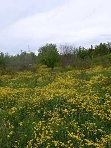 4 terenuri extravilane, arabile, 22.000 mp, in zona Verguleasa (lipita de Buzau) - 3