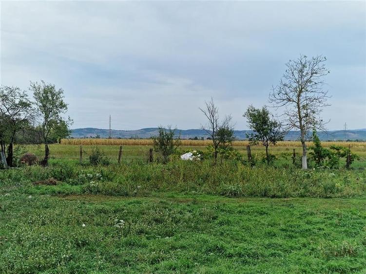 RECO teren  intravilan Tilecus - 1