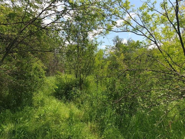 Teren extravilan Episcopia Bihorului - 3