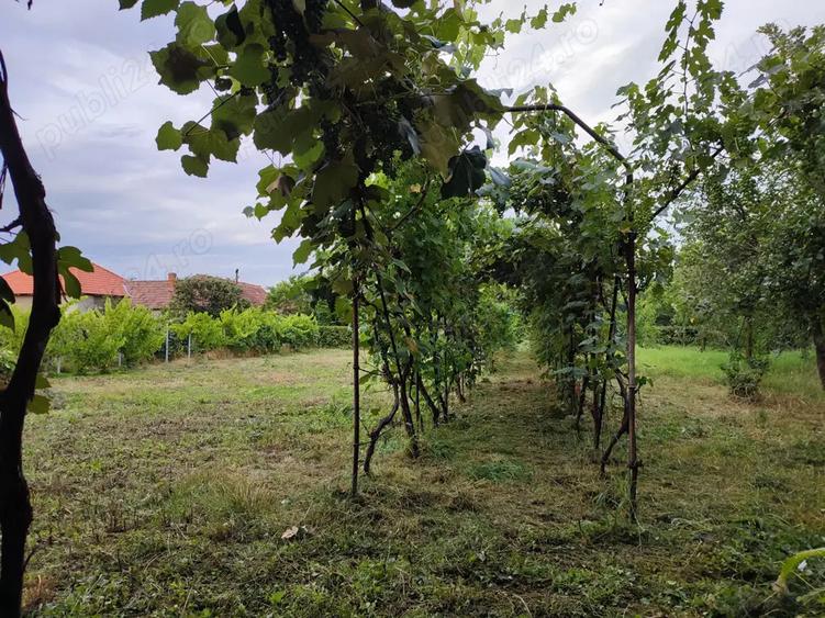 Casa de vanzare in Ineu, jud. Arad - 3